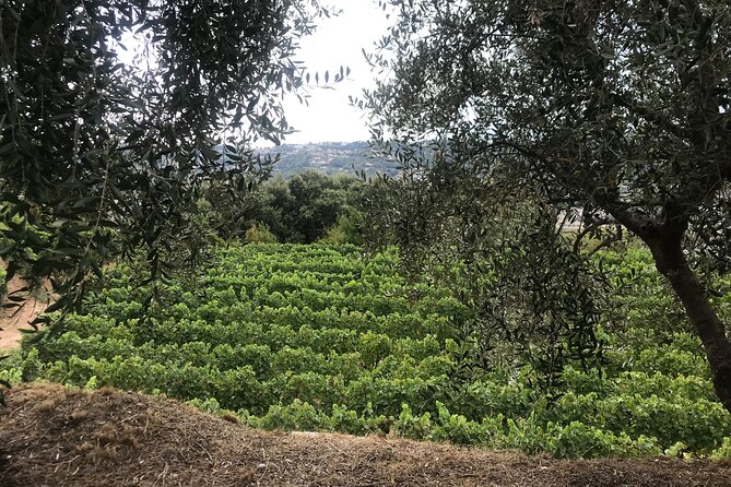Semi Private Organic Wine & Food Tasting Tour (From Nice) - Why this organic wine tour works as a half-day from Nice