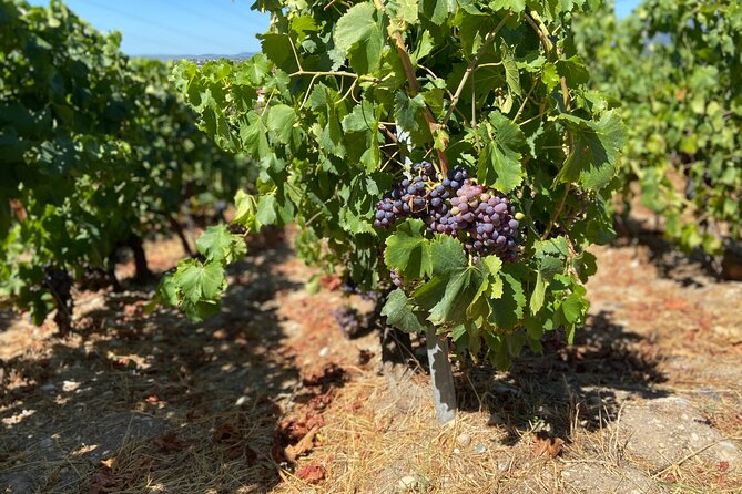 Small Group Guided E-bike Tour in Nice's Organic Vineyard - Who should book this, and who should think twice