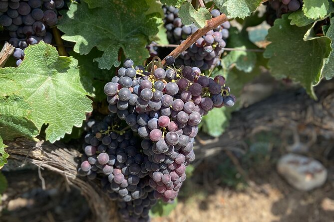 Small Group Guided E-Bike Tour in Nice’s Organic Vineyard - Getting into Bellet: sightseeing time plus real cycling up hills