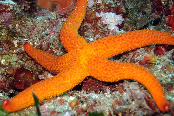 Snorkeling - By boat on site in the Bay of Cannes or Estérel - Key highlights you should know before you go