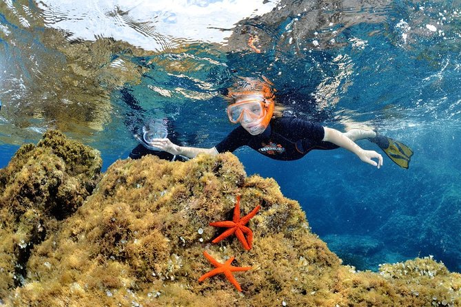 Snorkeling - By boat on site in the Bay of Cannes or Estérel - Port de la Rague to open water: what the first hour actually feels like
