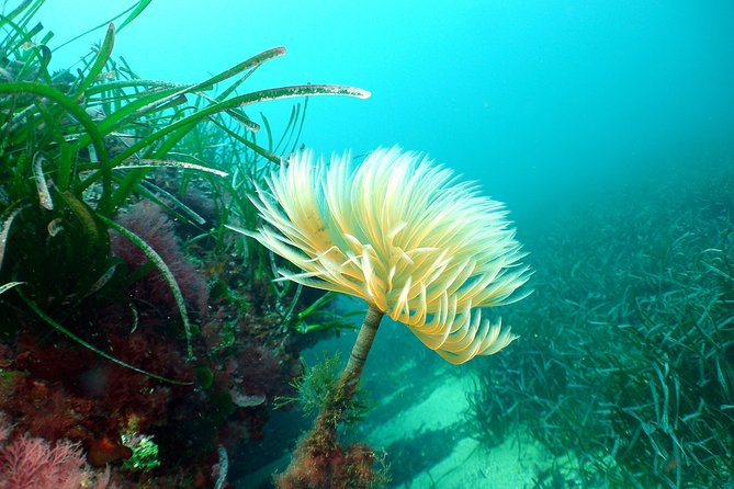 Snorkeling - By boat on site in the Bay of Cannes or Estérel - What’s included, what’s not, and what to pack anyway