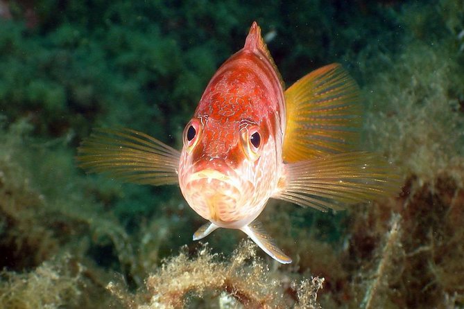 Snorkeling - By boat on site in the Bay of Cannes or Estérel - Who this is best for (and who should skip it)