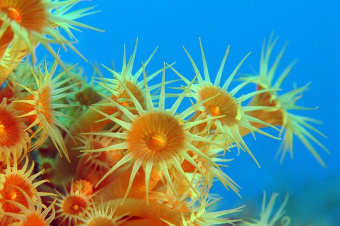 Snorkeling - By boat on site in the Bay of Cannes or Estérel - Where you snorkel: Estérel or Lérins, and why weather drives the choice