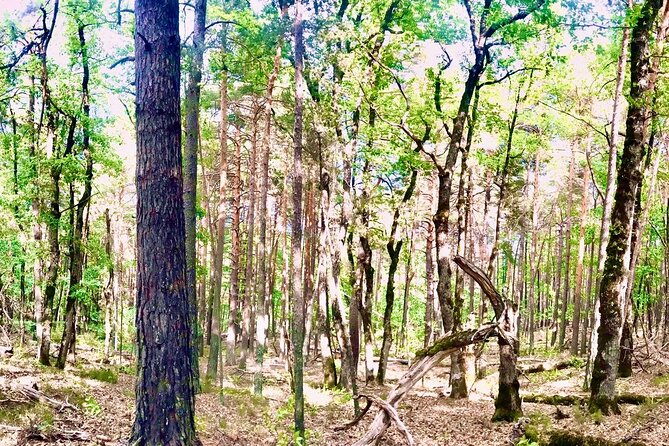 Tour with the Mountain Train, Trek to Mystic Forest and Castle - Key things to know before you go